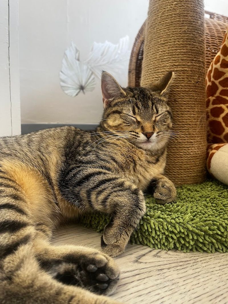 A Space Built Around Cat Comfort and Well-Being