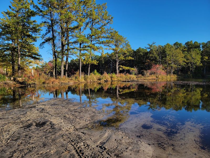 A Sprawling Natural Treasure in the New Jersey Pinelands