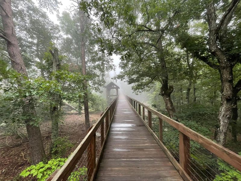 A Treetop Experience Unlike Any Other Trail in Alabama