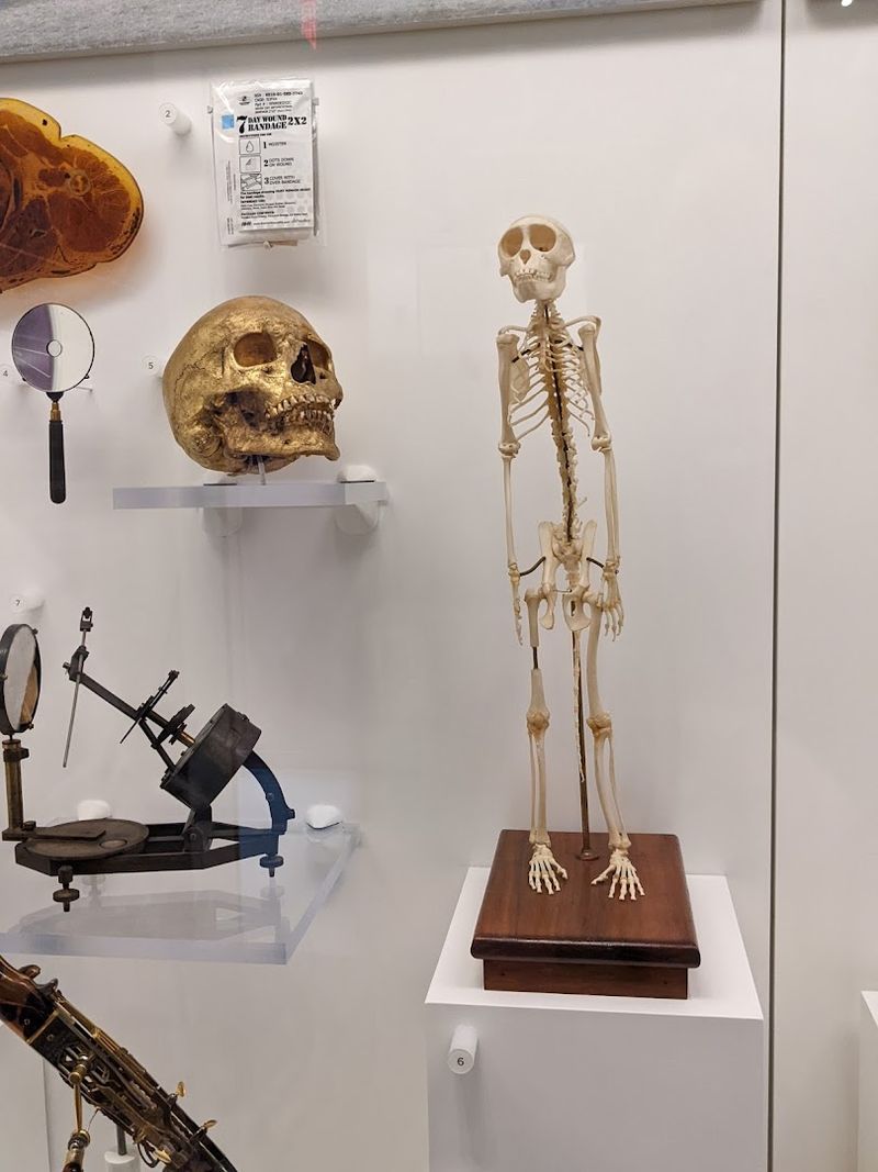 Able the Space Monkey Skeleton