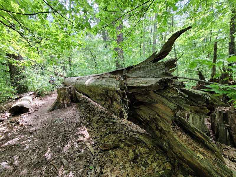 Accessibility and Trail Conditions