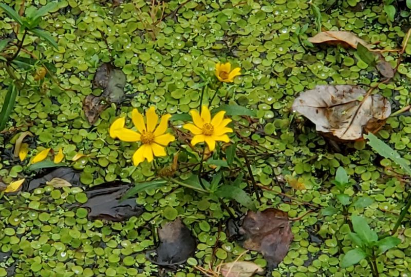 Alligators, Purple Irises, and the Wildflowers Nobody Talks About Alligators, Purple Irises, and the Wildflowers Nobody Talks About