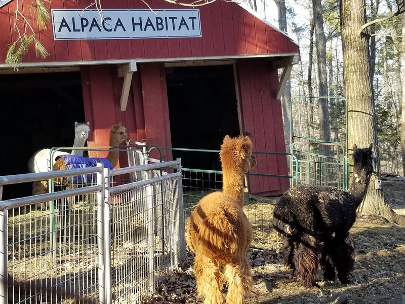 Alpacas, A Butterfly Garden, And Unexpected Delights