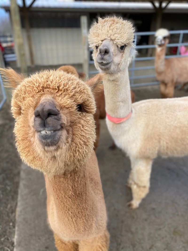 Alpacas, Llamas, and the Heart of the Farm