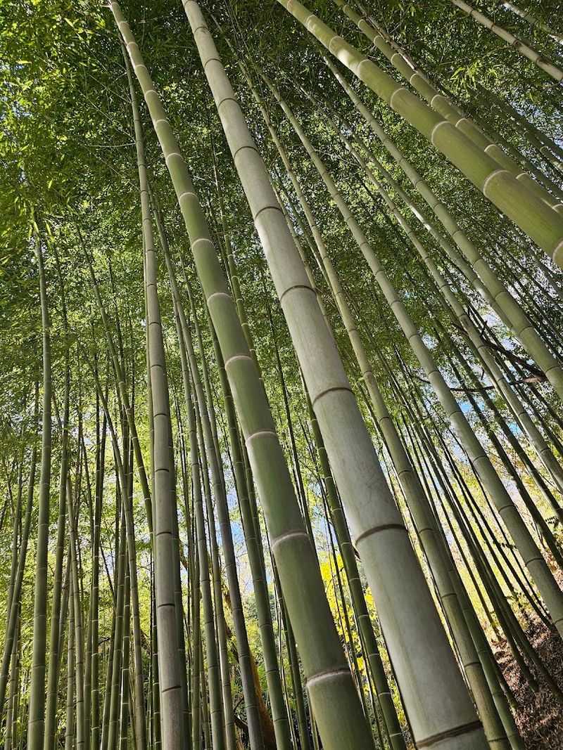 America's Largest Bamboo Garden Is Right Here in Virginia