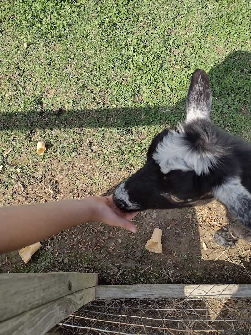 The Farm By Day: Where The Cuddles Begin