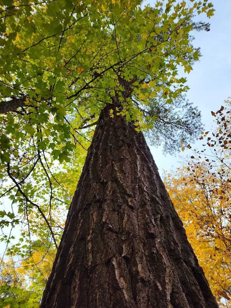 Ancient Red and White Pines You Will Not Forget