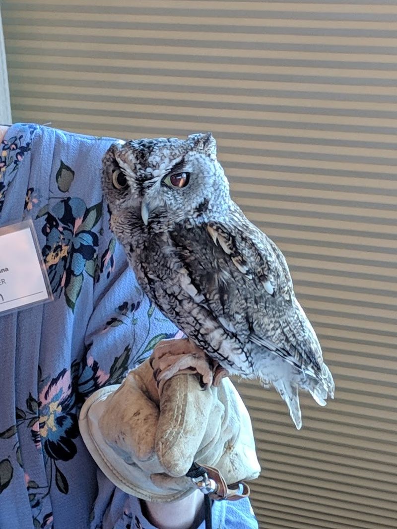 Animal Ambassador Meet-and-Greet Programs