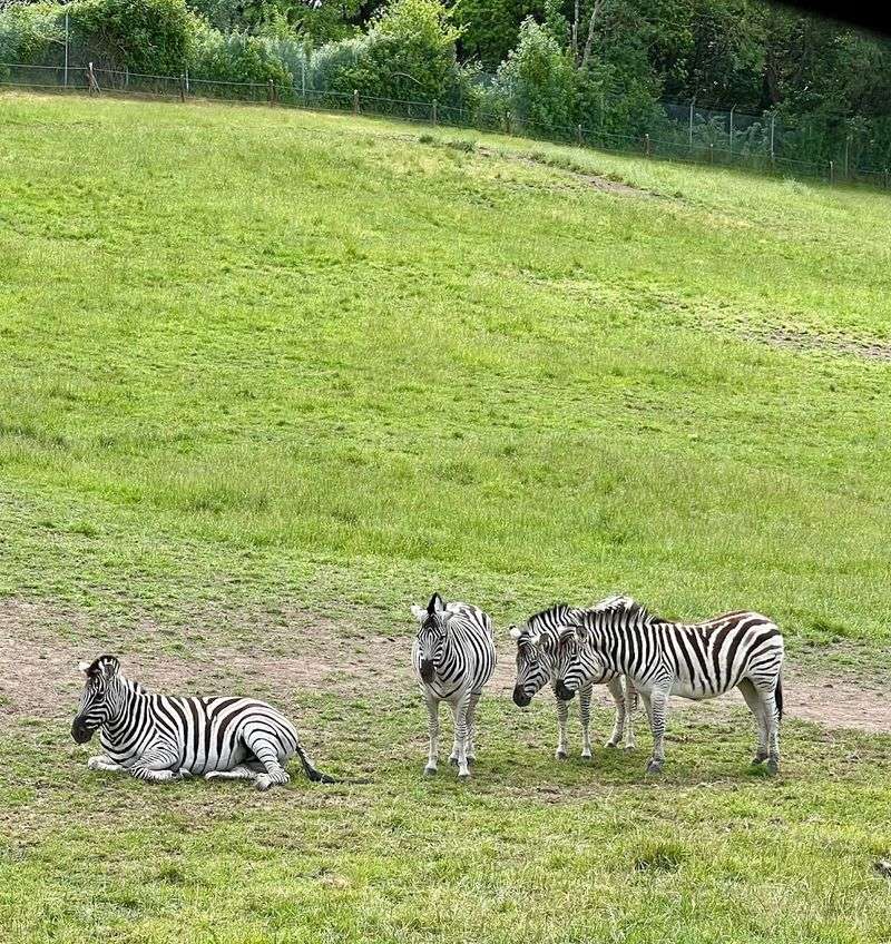 Animals Rescued and Cared for by a Nonprofit Organization