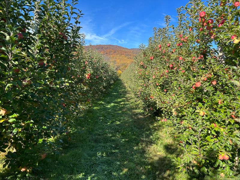 Apple and Pumpkin Season Keeps the Magic Going Into Fall Apple and Pumpkin Season Keeps the Magic Going Into Fall