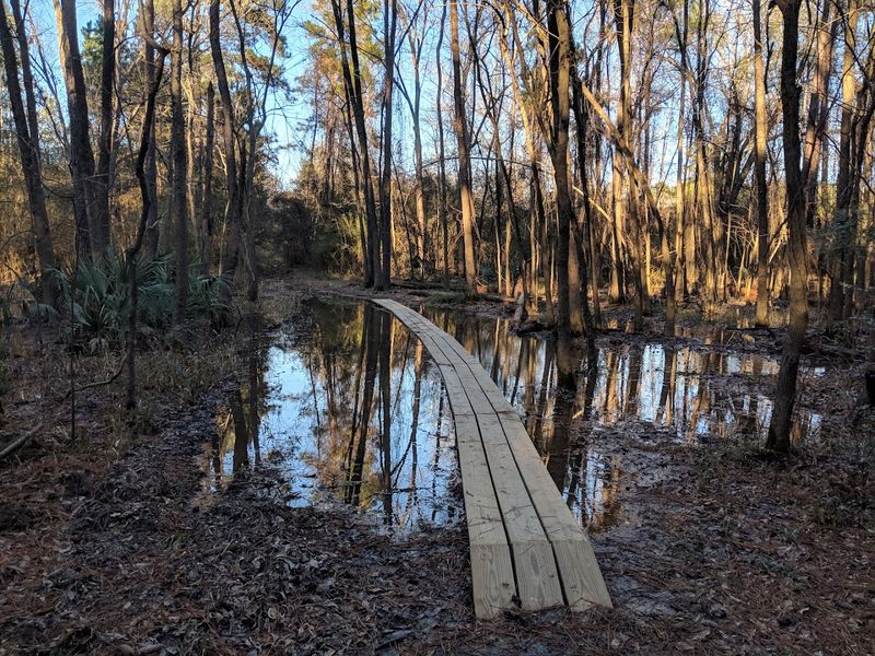 Archery and Outdoor Skills in a Forested Setting