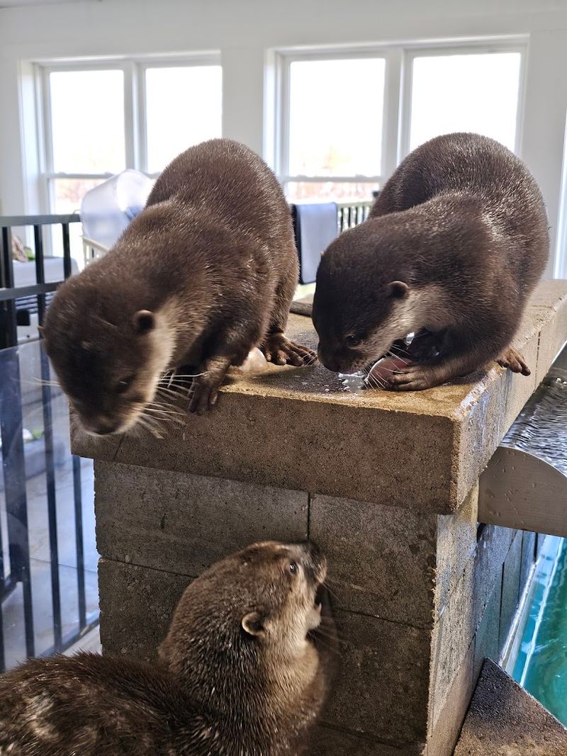 Asian Small-Clawed Otters: The Experience Everyone Keeps Coming Back For