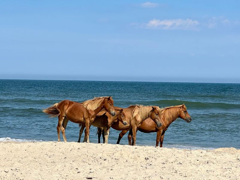Assateague Island National Seashore, Chincoteague