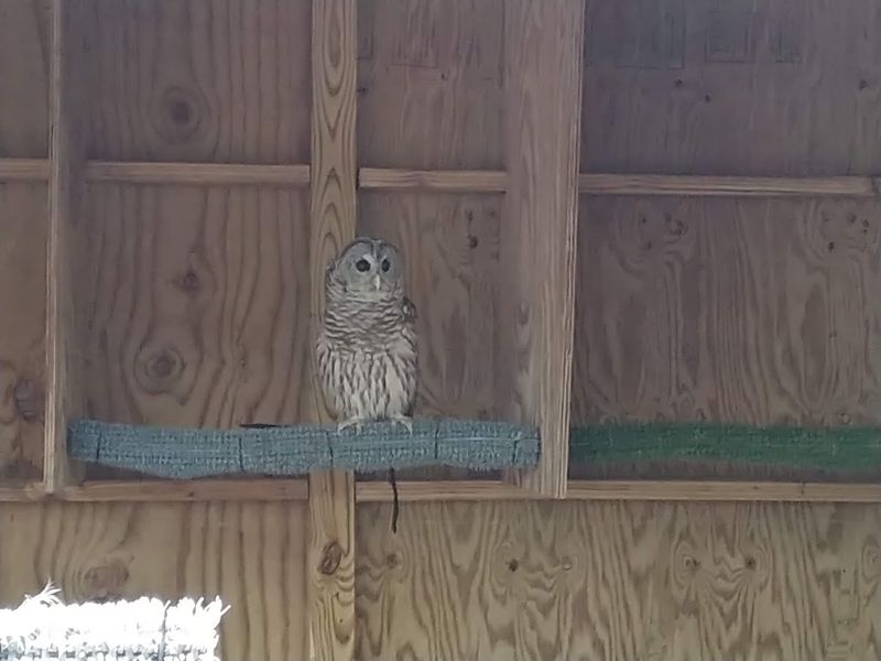 Athena the Barred Owl and the Raptor Squad