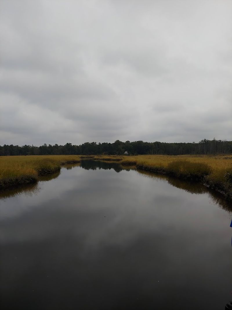 Atlantic White Cedar Bogs and Wetland Wonders Atlantic White Cedar Bogs and Wetland Wonders