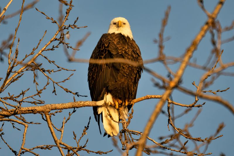 Bald Eagle Watching Along The Mississippi River
