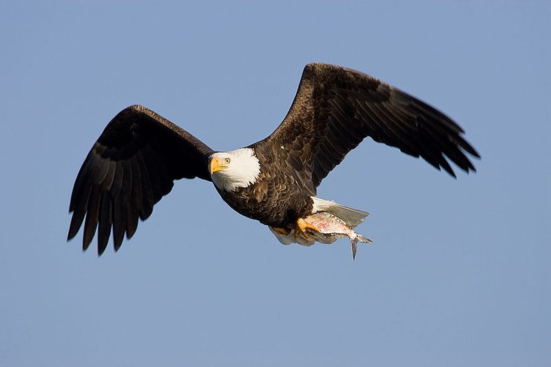 Bald Eagles Rule the Winter Sky