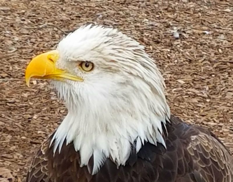 Bald Eagles Up Close and Personal