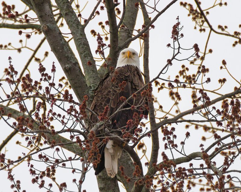 Bald Eagles and Rare Birds Overhead Bald Eagles and Rare Birds Overhead