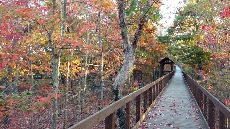 Bald Rock Overlook and the Accessible Boardwalk Trail