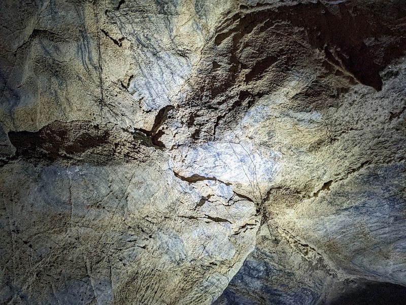 Bats Living Inside the Cave