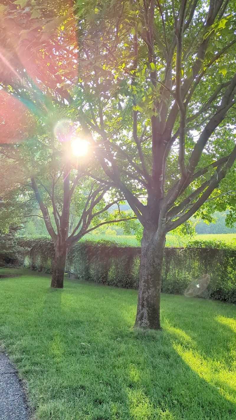 Benches, Shade, and the Art of Doing Nothing