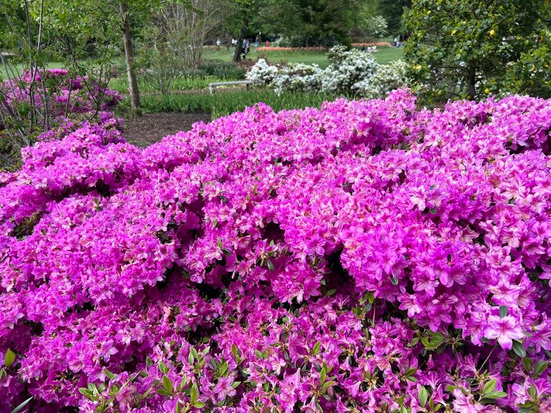 Beyond Tulips, the Garden Keeps Giving