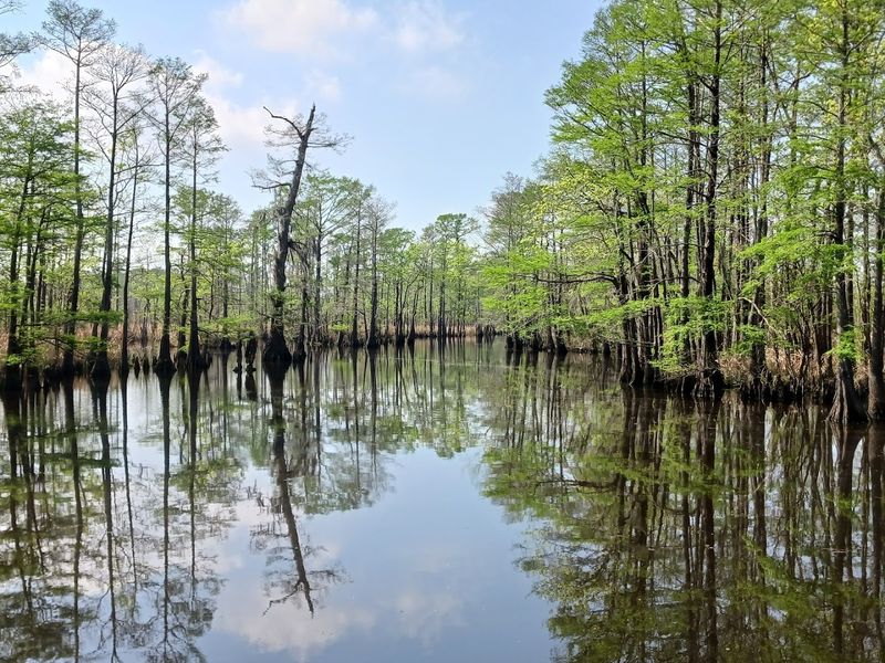 Big Thicket National Preserve