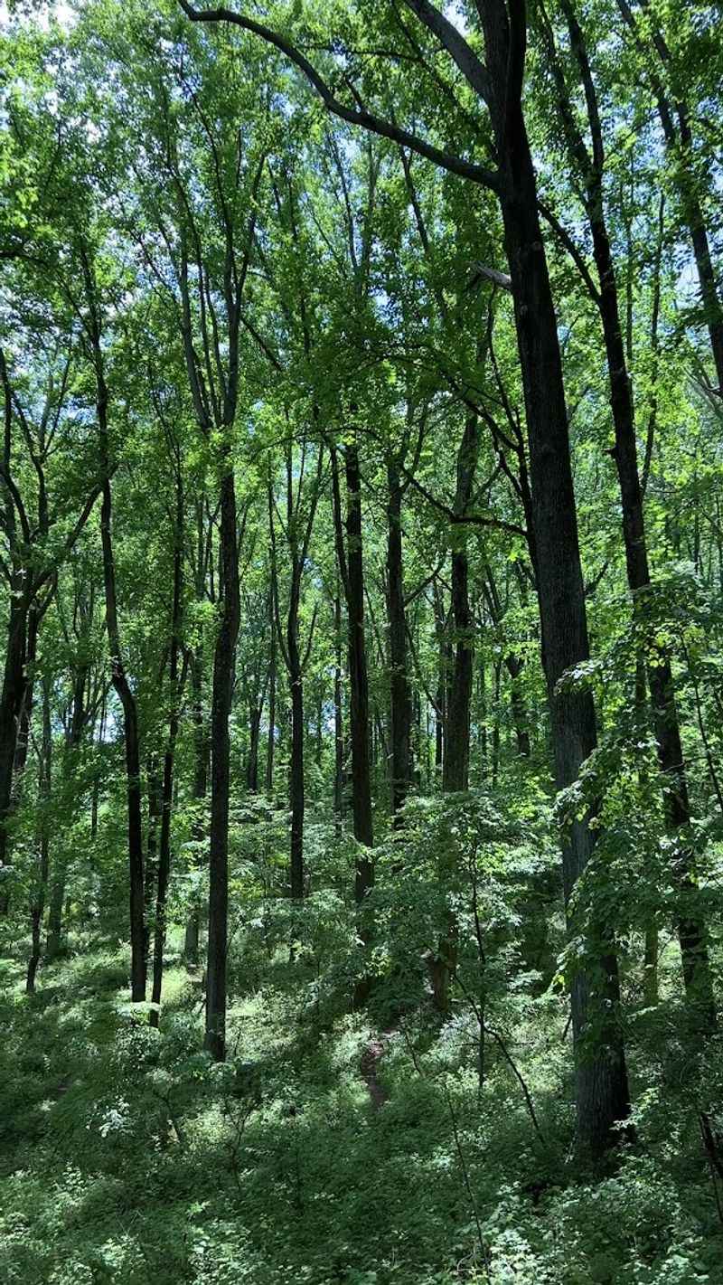Biking Through The Trees, What Cyclists Need To Know Biking Through The Trees, What Cyclists Need To Know