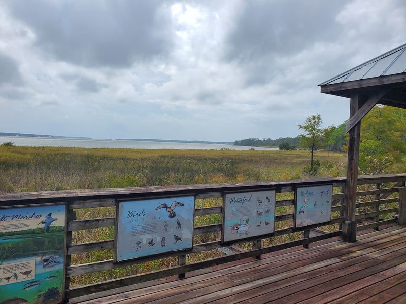 Bird Watching on the Alabama Coastal Birding Trail