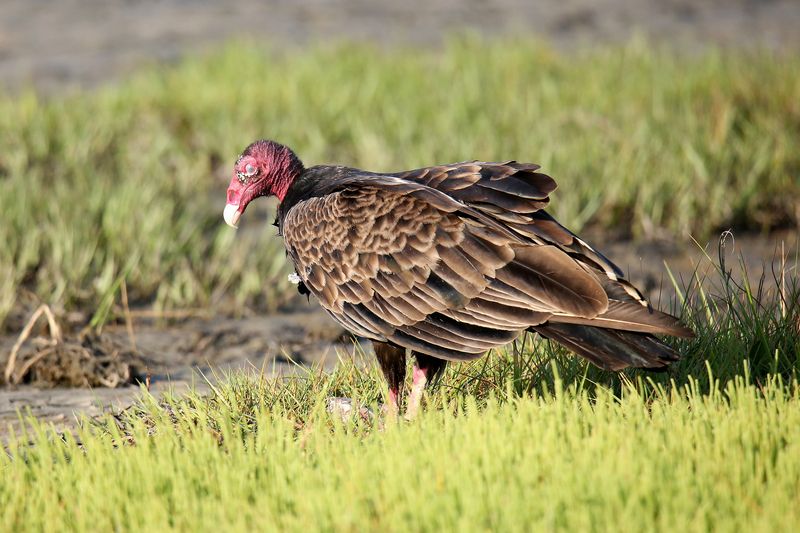 Birds That Call This Marsh Home