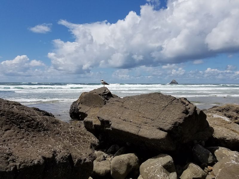 Birdwatching And Wildlife Along The Shoreline