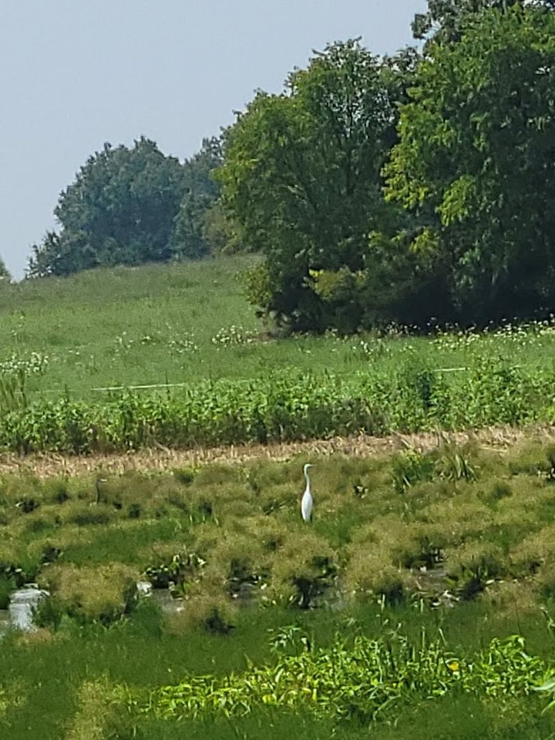 Birdwatching Here Is Truly Next Level