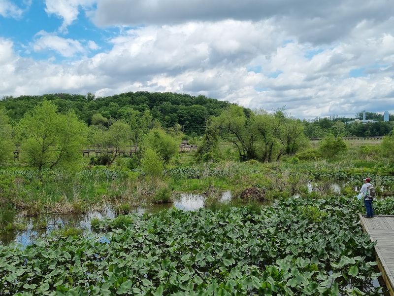 Birdwatching Paradise Above the Marsh