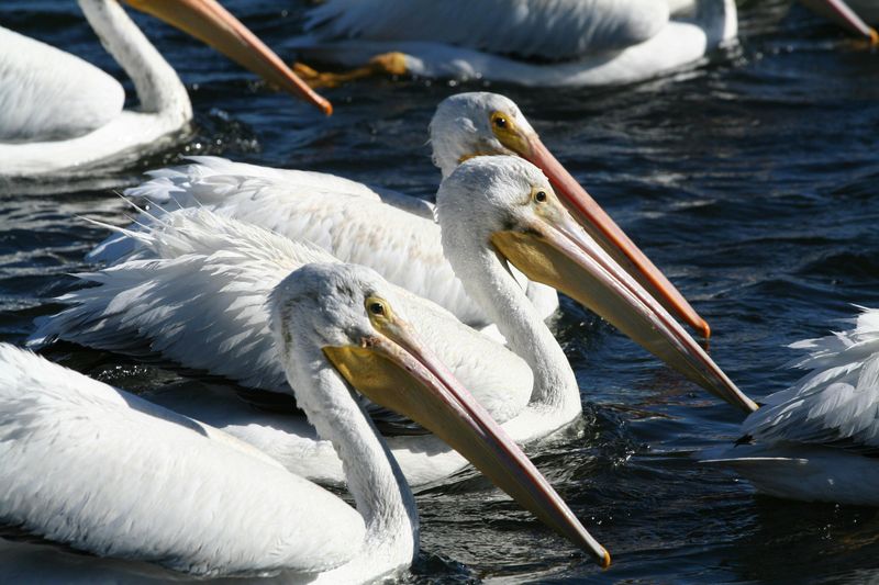 Birdwatching That Rivals Any Dedicated Birding Refuge in the Region Birdwatching That Rivals Any Dedicated Birding Refuge in the Region