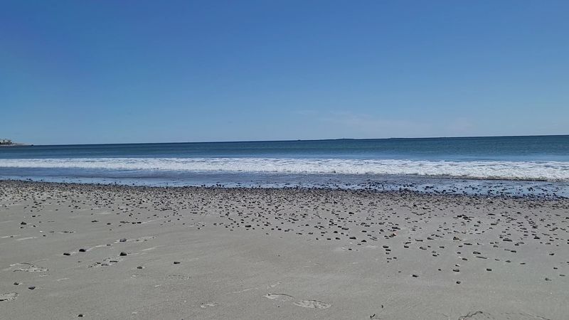 Birdwatching and Beachcombing for the Curious Soul