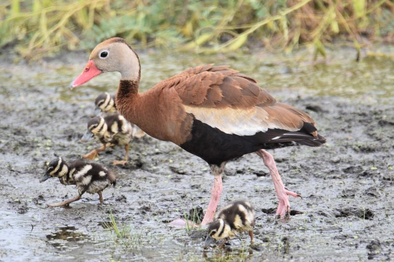 Birdwatching and Photography Tips for Your Visit