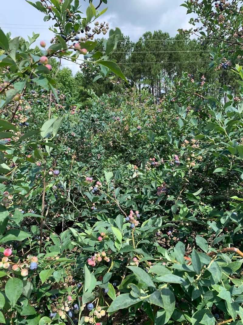 Blueberry Picking Has A Different Mood Blueberry Picking Has A Different Mood