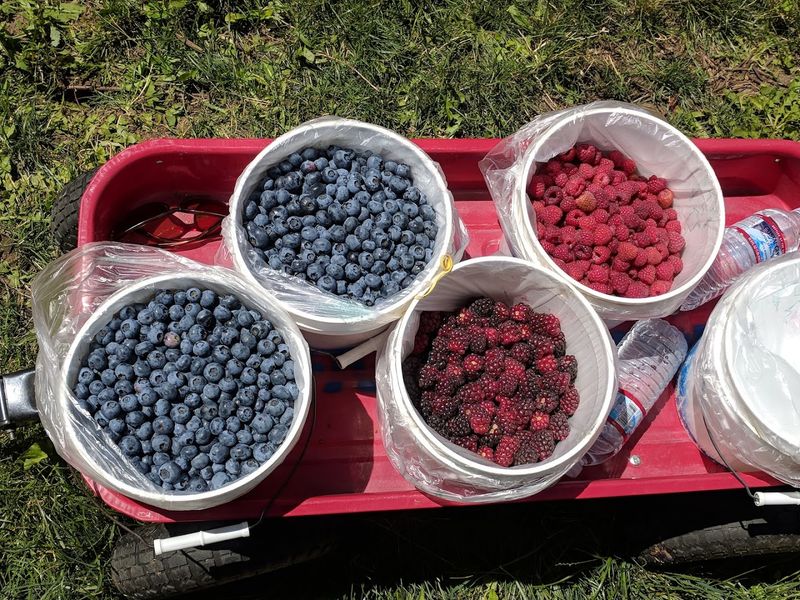 Blueberry Season Brings a Whole New Crowd