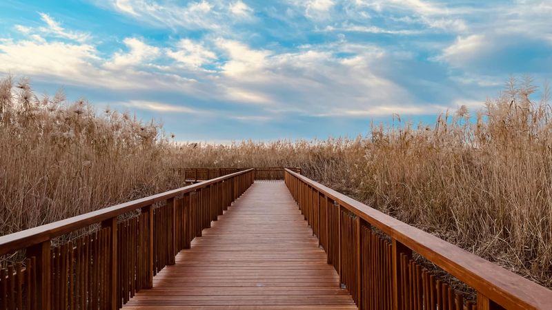 Boardwalks Change How Nature Is Experienced