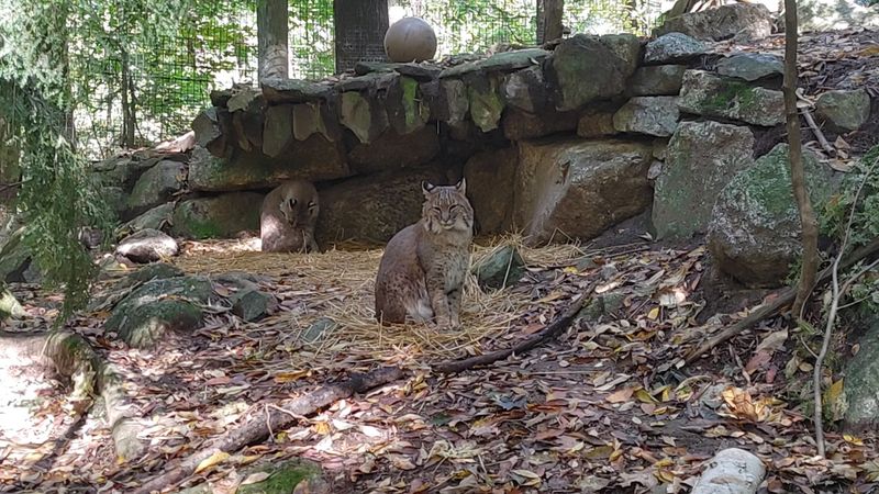 Bobcats, Coyotes, and the Predator Lineup That Commands Respect Bobcats, Coyotes, and the Predator Lineup That Commands Respect