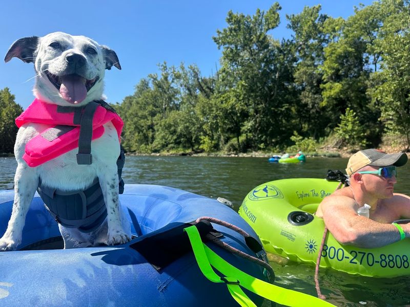 Bringing Your Dog Along on the River