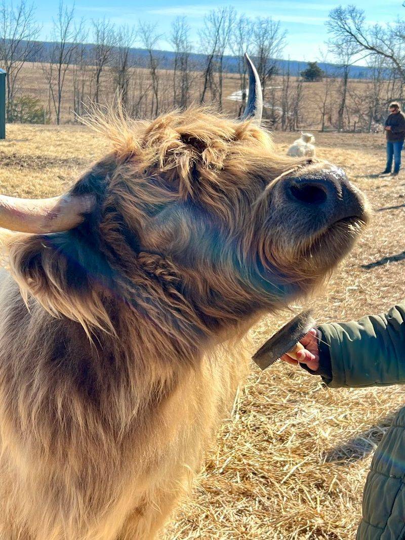 Brushing a Fluffy Cow Is Surprisingly Therapeutic Brushing a Fluffy Cow Is Surprisingly Therapeutic