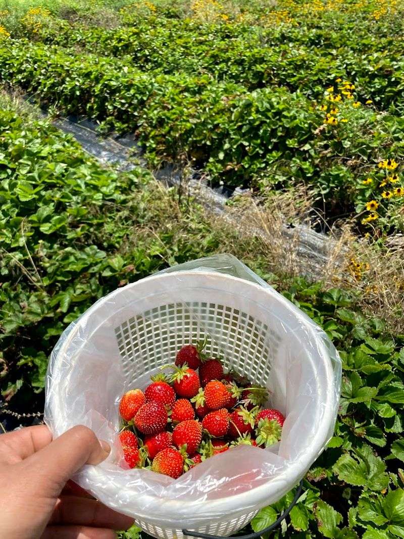 Buffalo Creek Berry Farm, Mustang