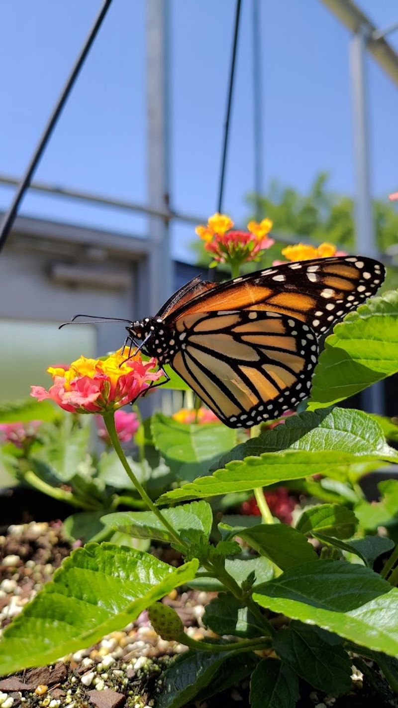 Butterflies Up Close in a Way Zoos Cannot Match Butterflies Up Close in a Way Zoos Cannot Match