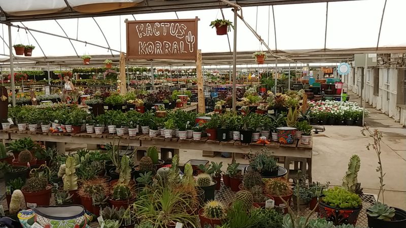 Cactus and Succulent Fans Will Lose Their Minds Here Cactus and Succulent Fans Will Lose Their Minds Here