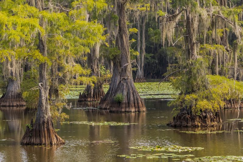 Caddo Lake State Park Caddo Lake State Park