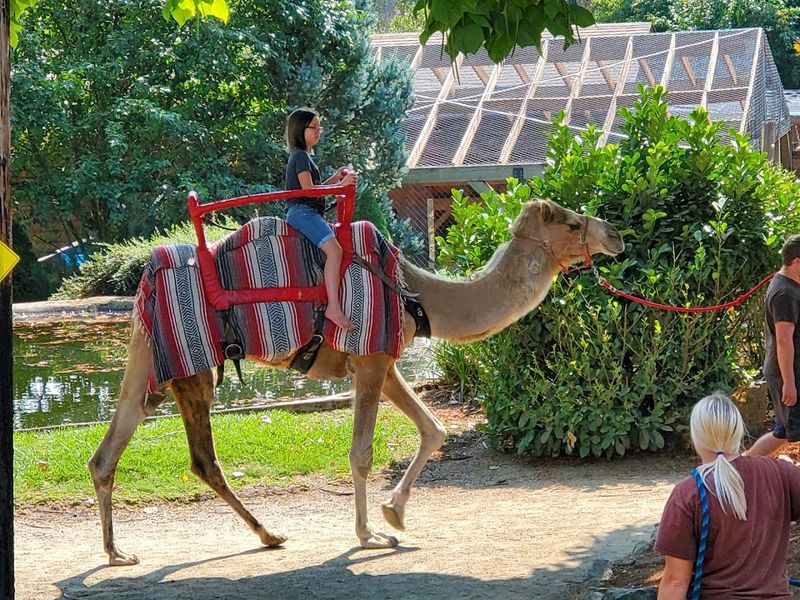 Camel Rides and Family-Friendly Activities