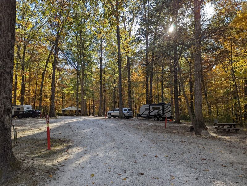 Camping Right Inside the Forest