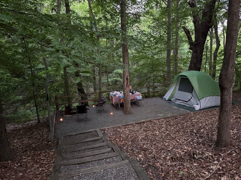 Camping Under Starlit Skies With Wildlife All Around
